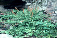 Osmunda hilsenbergii